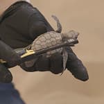 Kia Turtle Charged campaign thumbnail